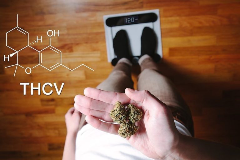 THCV Cannabis Standing on a Weight Scale