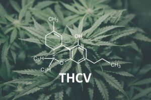 Cannabis Growing with a overlap of the THCV molecule